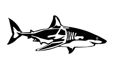 Büyük beyaz köpekbalığı silueti çiziyor