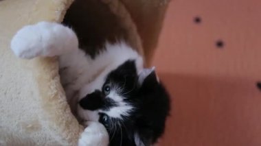 Kedilerin evinde siyah beyaz şirin, aktif bir kedi oyuncakla oynuyor..