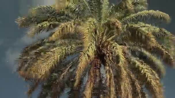 Yumuşacık ve yayılmış bir palmiye ağacının tepesinde, mavi gökyüzüne, yaprakların yakın çekimine karşı. — Stok video