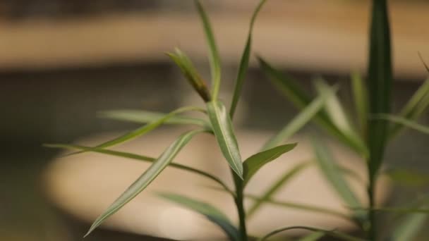 Een Close Van Een Kleine Groene Plant Een Struik Dan — Stockvideo