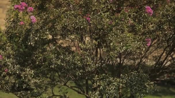 Panormama Puszystym Zielonym Krzewie Różowymi Kwiatami Gałęziach Krzak Znajduje Się — Wideo stockowe