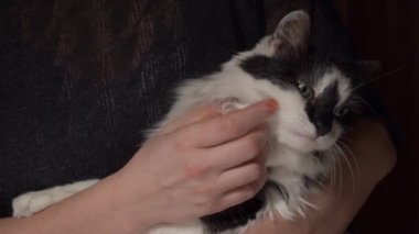 Güzel, parlak manikürlü bir kadın bir kediyi okşuyor. Sadece eller.