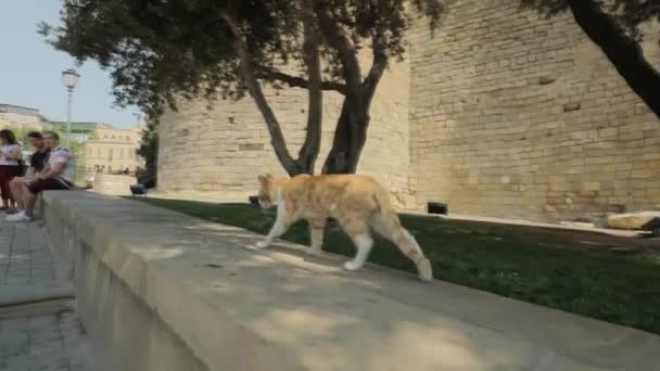 The historical center of Baku city, the camera moves along the city streets — Stock Video