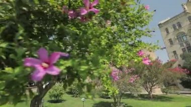 Çalılık Bakü 'deki Bakü Kulesi' nin duvarlarının arkasında yer alıyor..