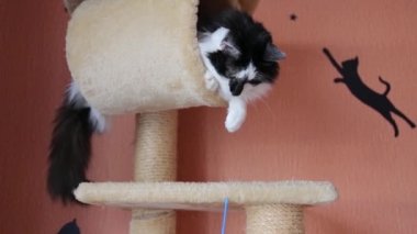 Kedilerin evinde siyah beyaz şirin, aktif bir kedi oyuncakla oynuyor..