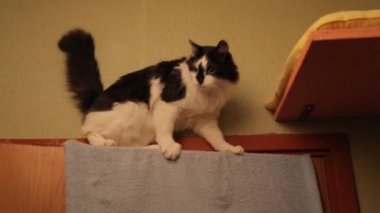 Neşeli aktif bir kedi tavanın altına atlıyor. Kedi kapıdan atlıyor.