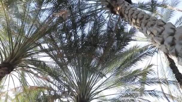 Панорама на вершинах пальм против голубого неба. Медленное движение камеры — стоковое видео