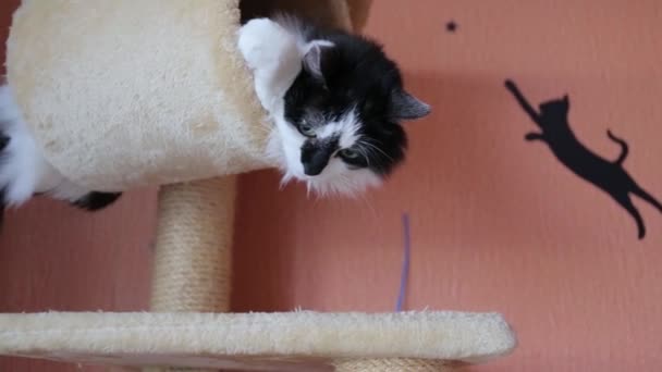 Schwarz-weiße niedliche aktive Katze, die mit einem Spielzeug im Katzenhaus spielt. — Stockvideo