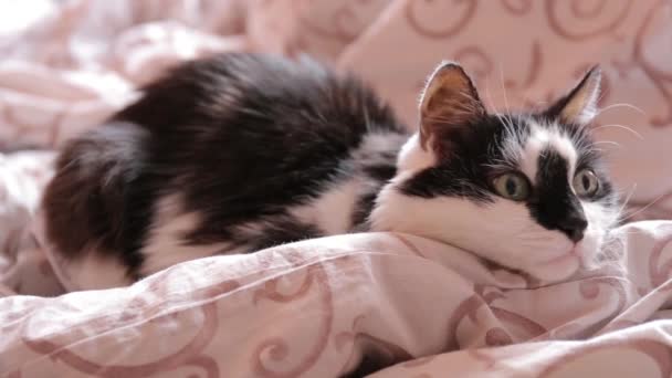 Cute black-white cat lies in bed on a blanket. Something attracts his attention — Stock Video