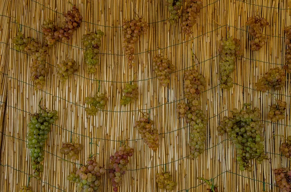 Clusters of white grapes hanging to dry — Stock Photo, Image