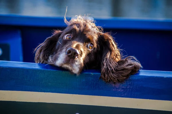 Молодой весенний спаниель на синей лодке — стоковое фото