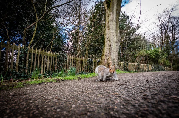 Kahverengi sincap Londra'da Holland Park çevresinde