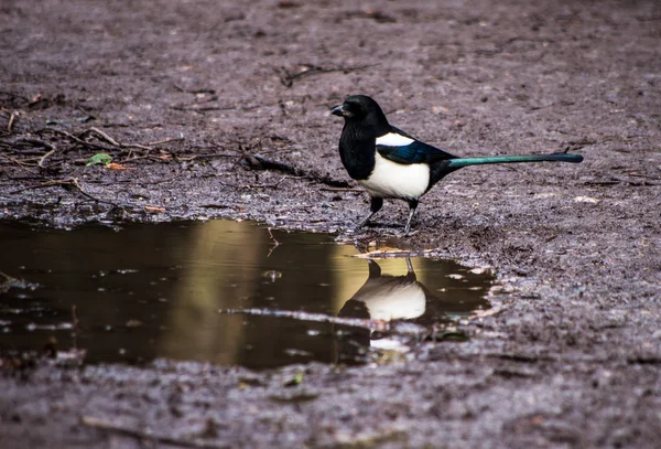 An adult specimen of magpie — Stock Photo, Image