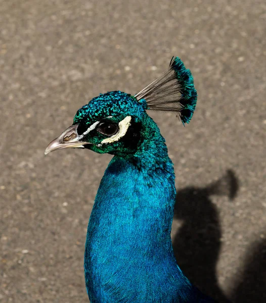 A beautiful male peacock showing its wheel — Stock Photo, Image