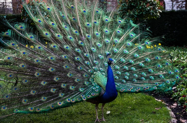 A beautiful male peacock showing its wheel — Stock Photo, Image