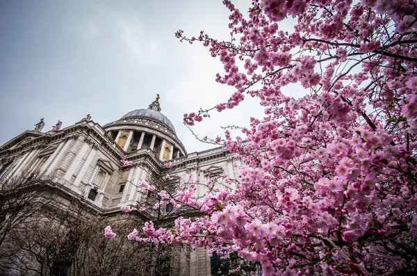 Prunus trzy kwitnących przed katedrą św. Zdjęcie Stockowe