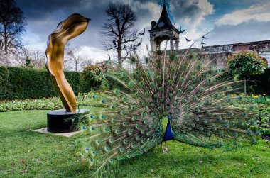 Onun tekerlek gösterilen güzel erkek tavus kuşu