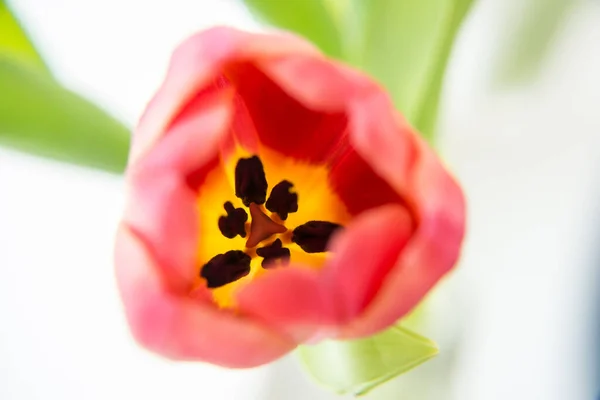 Tulip Macro White — Stock Photo, Image