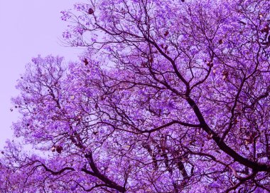 Jacaranda güzel çiçek Menekşe dalları. Brooklyn. Pretoria. Bahar Güney Afrika.