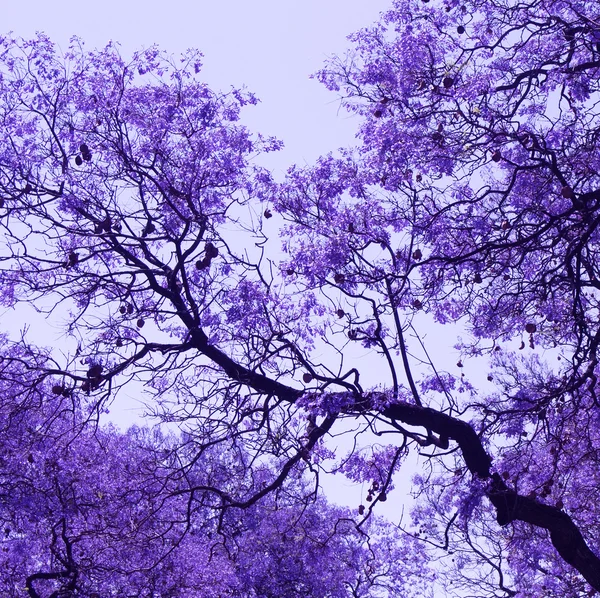 Szép virágzó lila ágak Jacaranda. Pretoria. Tavasszal a Dél-afrikai Köztársaság. — Stock Fotó