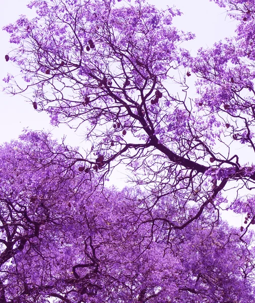 Belos ramos violeta florescendo de Jacaranda. Pretória. Primavera na África do Sul . — Fotografia de Stock
