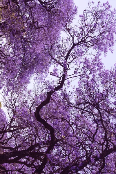 Krásné univerzitní město fialovým větve Jacaranda. Brooklynu. Pretoria. Jaro v Jižní Africe. — Stock fotografie