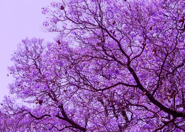 Schöne blühende violette Zweige von Jacaranda. brooklyn. Pretoria. Frühling in Südafrika. — Stockfoto
