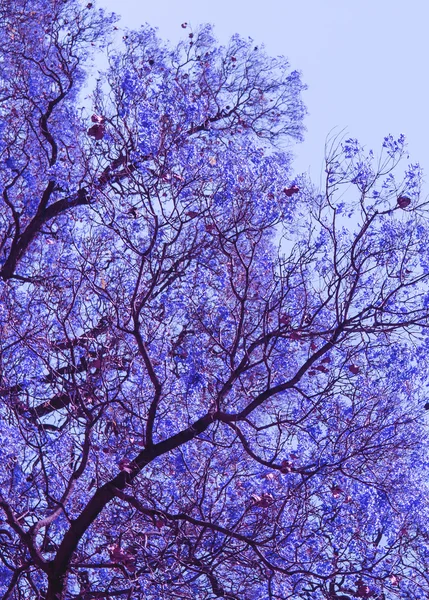 Vackra blommande violett grenar av Jacaranda. Brooklyn. Pretoria. Våren i Sydafrika. — Stockfoto
