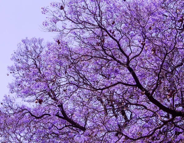 Belos ramos violeta florescendo de Jacaranda. Pretória. Primavera na África do Sul . — Fotografia de Stock
