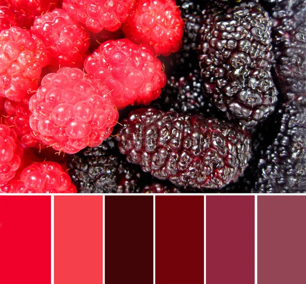 Samenstelling "Rode framboos en donkere mulberry in de vorm van Yin Yang" in een kleurenpalet met gratis kleurstalen. Gezonde voeding. — Stockfoto