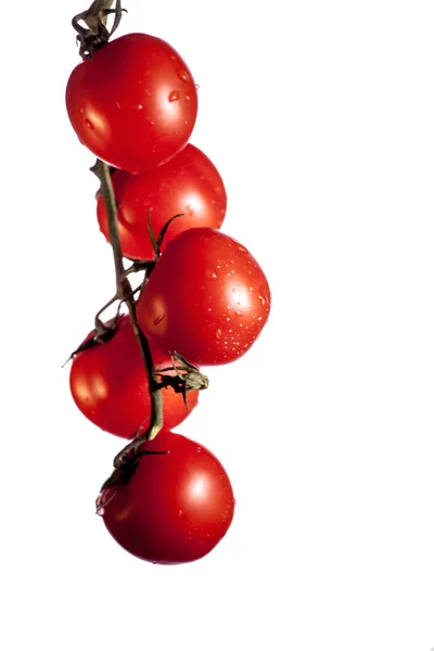 白色背景上挂在藤蔓上的西红柿 — 图库照片