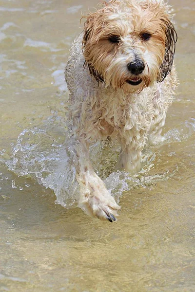 Terrier Tibétain Pagayant Dans Mer — Photo