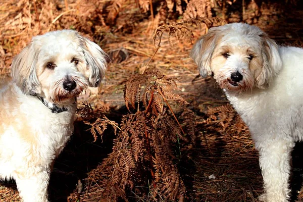 Terriers Tibétains Dans Les Bois Automne — Photo