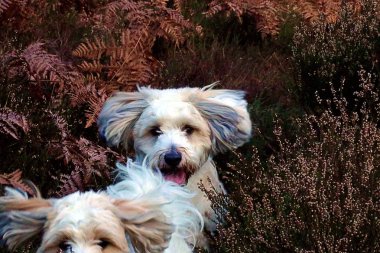 Çalılıklarda köpek koşturmak, eğlenmek.