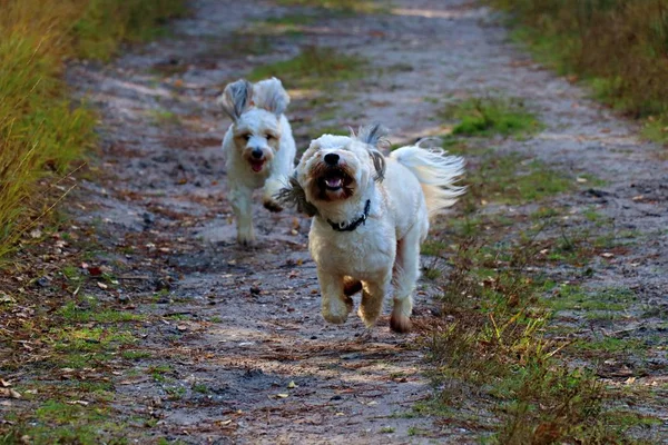 Sibling Dogs Chasing Woods — Stock Photo, Image