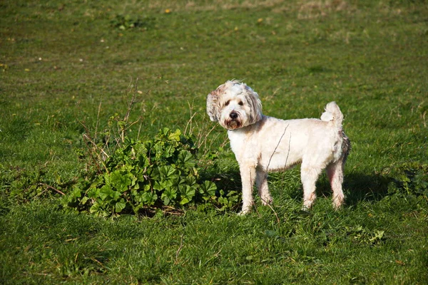 Terriers Tibétains Amuser Sur Une Promenade — Photo