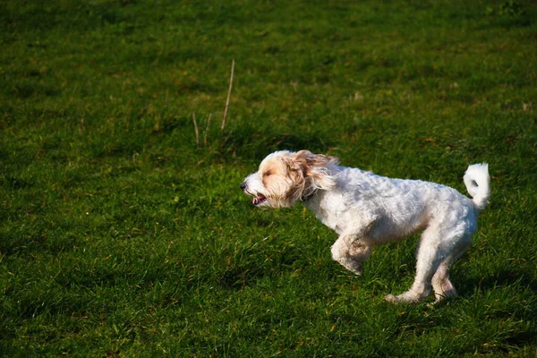 Terriers Tibétains Amuser Sur Une Promenade — Photo