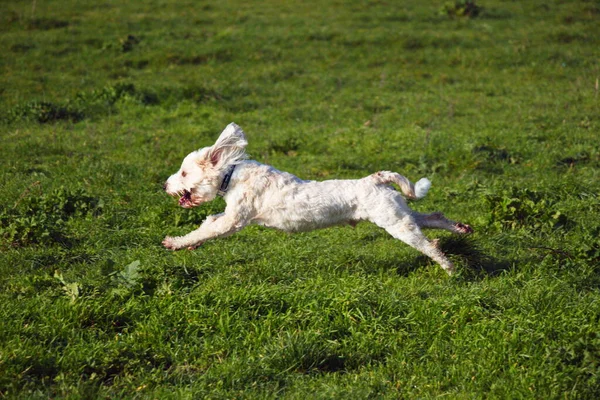 Tibet Terrier Haben Spaß Bei Einem Spaziergang — Stockfoto