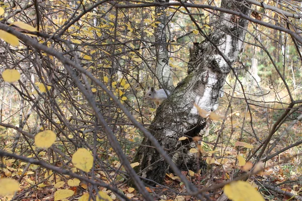 Szara Wiewiórka Siedzi Drzewie — Zdjęcie stockowe