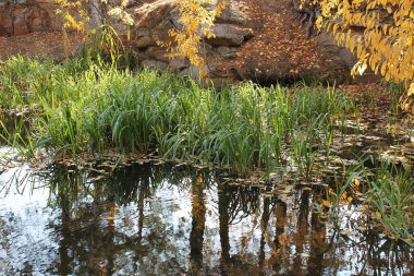 Nehir kıyısında kıyı şeridi yakınında bitkiler var..