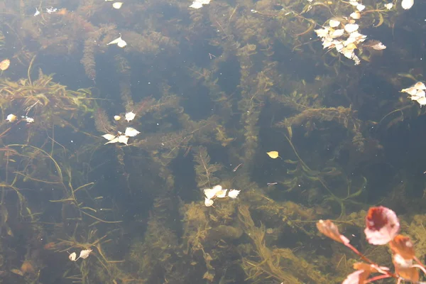 Underwater plants and leaves on the water.