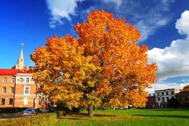 Sonbaharda akçaağaç ağaç