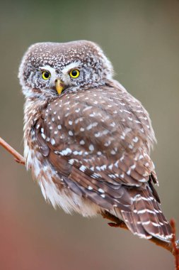 Avrupa cüce baykuş