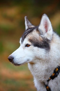 Husky köpek portre portre
