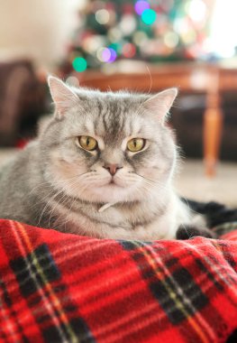 üzerinde kırmızı bir battaniye yalancılık aşağı kedi