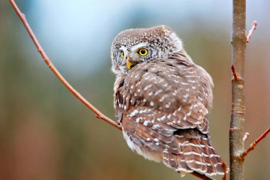 Avrasya pigme baykuşu