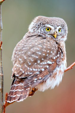 Avrupa cüce baykuş