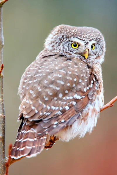 Avrupa cüce baykuş