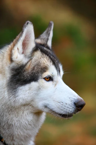 Husky psa detailní portrét — Stock fotografie