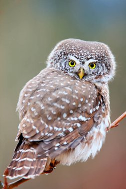 Avrasya pigme baykuşu